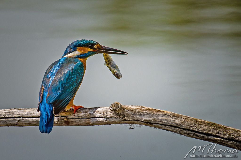 Eisvogelmann mit Beute | Dies ist der Online-Shop von naturfoto.michaelthoma.de. Ich bin leidenschaftlicher Naturfotograf und fotografiere von der Andromedagalaxie bis zum Zwergtaucher, von der Ameise bis zum Orionnebel alles was mit Natur zu tun hat. Hier kann eine Auswahl meine - Realisiert mit Pictrs.com
