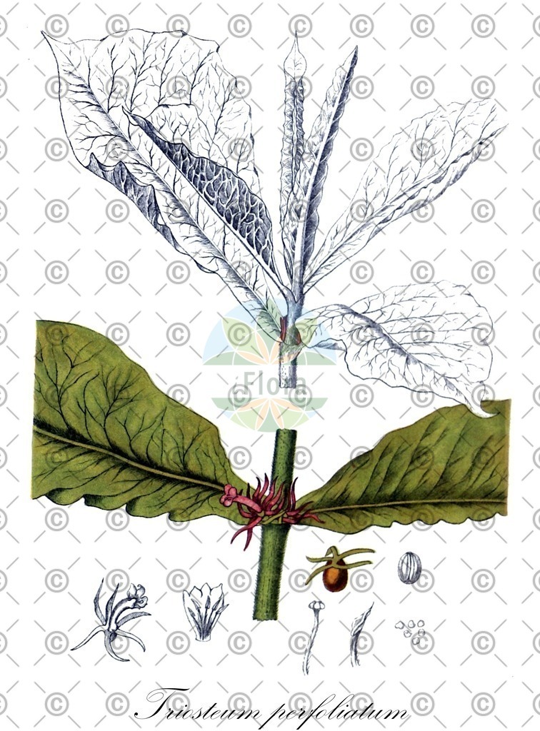 HistAbb_wfo-0000328438_1_ENZY_Simple | Historische Abbildung von Triosteum perfoliatum - Caprifoliaceae | Historical Illustration of Triosteum perfoliatum - Caprifoliaceae