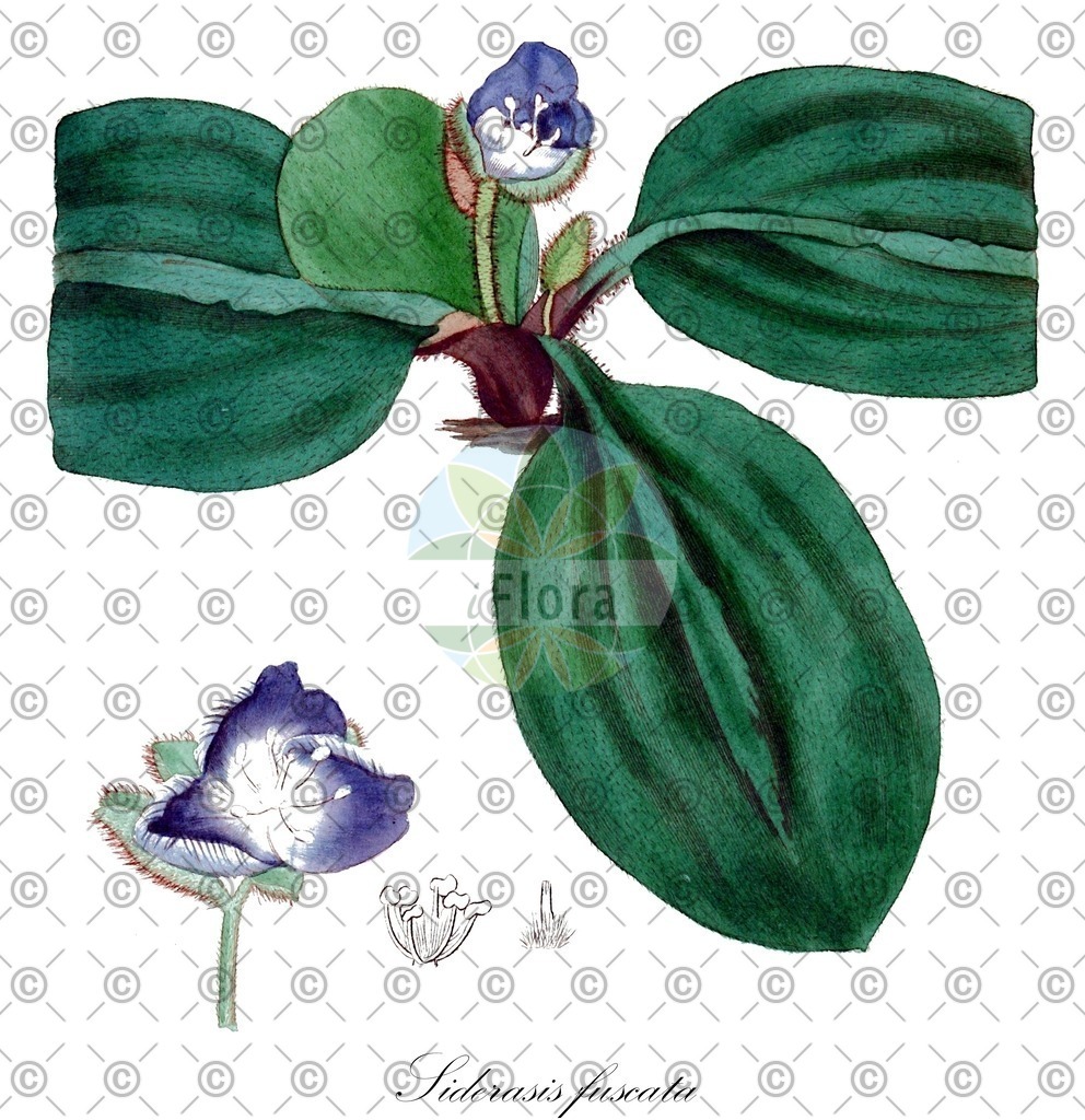 HistAbb_wfo-0000310731_1_ENZY_Simple | Historische Abbildung von Siderasis fuscata - Commelinaceae | Historical Illustration of Siderasis fuscata - Commelinaceae
