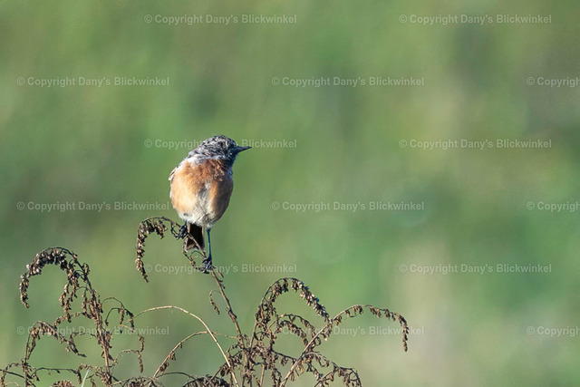 2022160 | Tierfotografie, Tierkalender, Tierbilder, Insekten, Spinnen, Vögel, Schmetterling, Libellen, Leinwand, Colorkey, Qualität, Geschenkartikel, Geschenk - Realisiert mit Pictrs.com