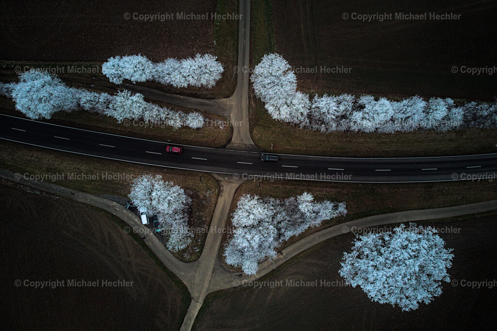 White Trees | Black and White Photography by Michael Hechler - Realisiert mit Pictrs.com