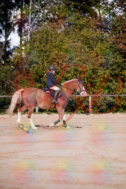 2026_10_03_Siefer-Hof_144418_Z81_18013878 | Professionelle Reitsport-, Turnier- und Eventfotografie von Robert Broda. Galerien mit ausgewählten und bearbeiteten Bildern direkt online ansehen und bestellen.