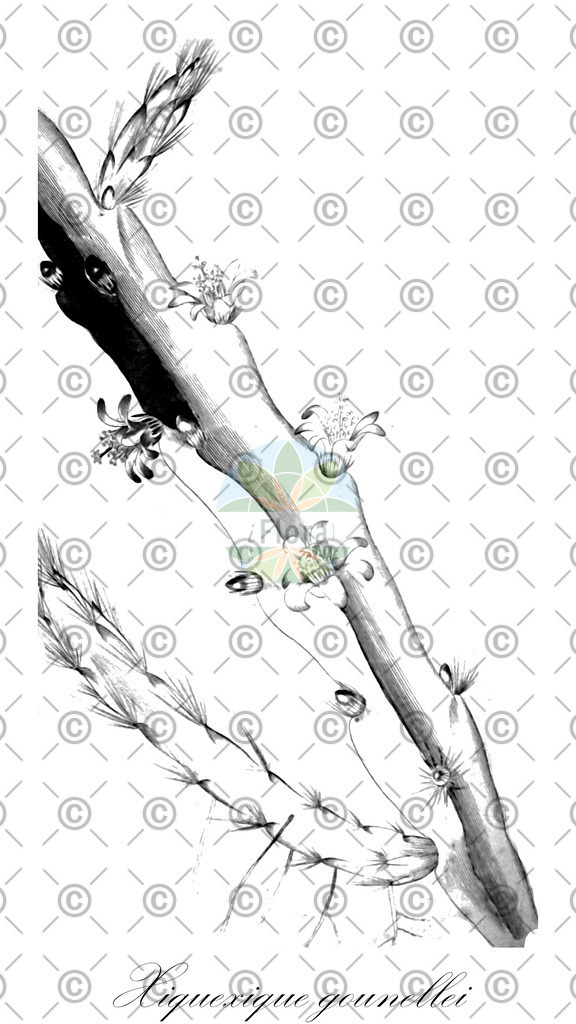 HistAbb_wfo-0000428174_1_ENZY_Simple | Historische Abbildung von Xiquexique gounellei - Cactaceae | Historical Illustration of Xiquexique gounellei - Cactaceae