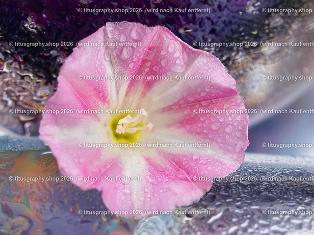 titusgraphy_P6228024-vz-ln | titusgraphy-shop: Geschenkideen mit Qualitätsfotos. titusgraphy-shop: gift ideas with quality photos. titusgraphy-shop: idées cadeaux avec photos de qualité.  - Realisiert mit Pictrs.com