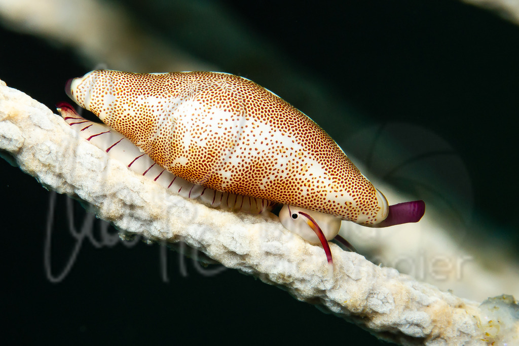 Simnia spelta | Porzellan-Schnecke - Realisiert mit Pictrs.com