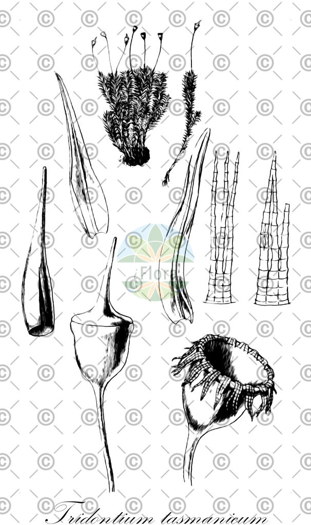 HistAbb_EMP_21107_SRC_Schlechtendal_FLORAD_SIMPLE | Historische Abbildung von Tridontium tasmanicum - Pottiaceae | Historical Illustration of Tridontium tasmanicum - Pottiaceae