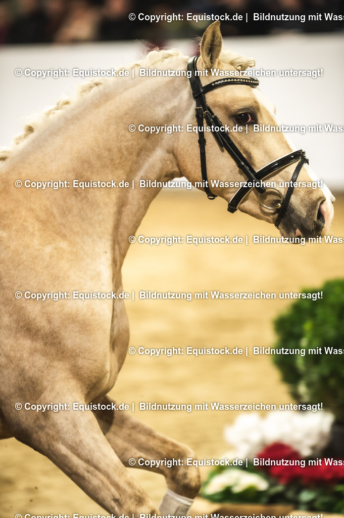 20240302_Hengstvorstellung_Marbach_TOMsPiC_0842 | equistock