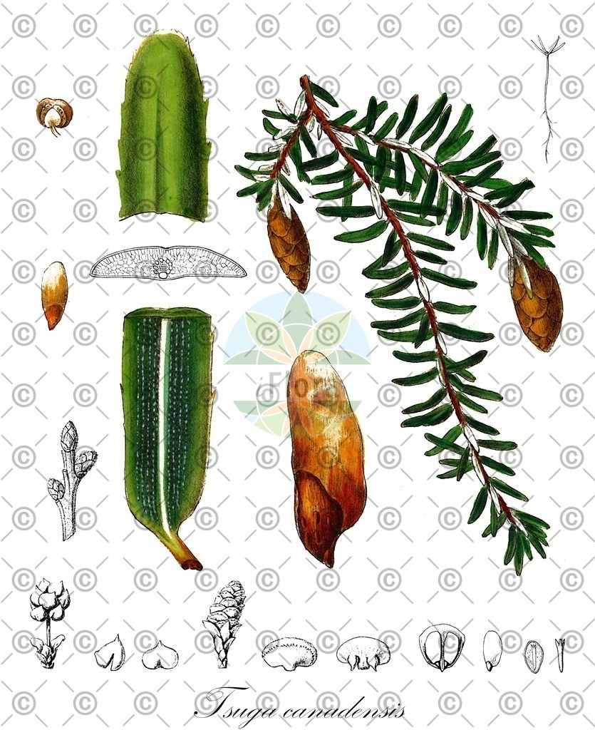 HistAbb_wfo-0000744407_1_ENZY_Simple | Historische Abbildung von Tsuga canadensis - Pinaceae (Kanadische Hemlocktanne) | Historical Illustration of Tsuga canadensis - Pinaceae (eastern hemlock-spruce;eastern hemlock;pruche du canada)