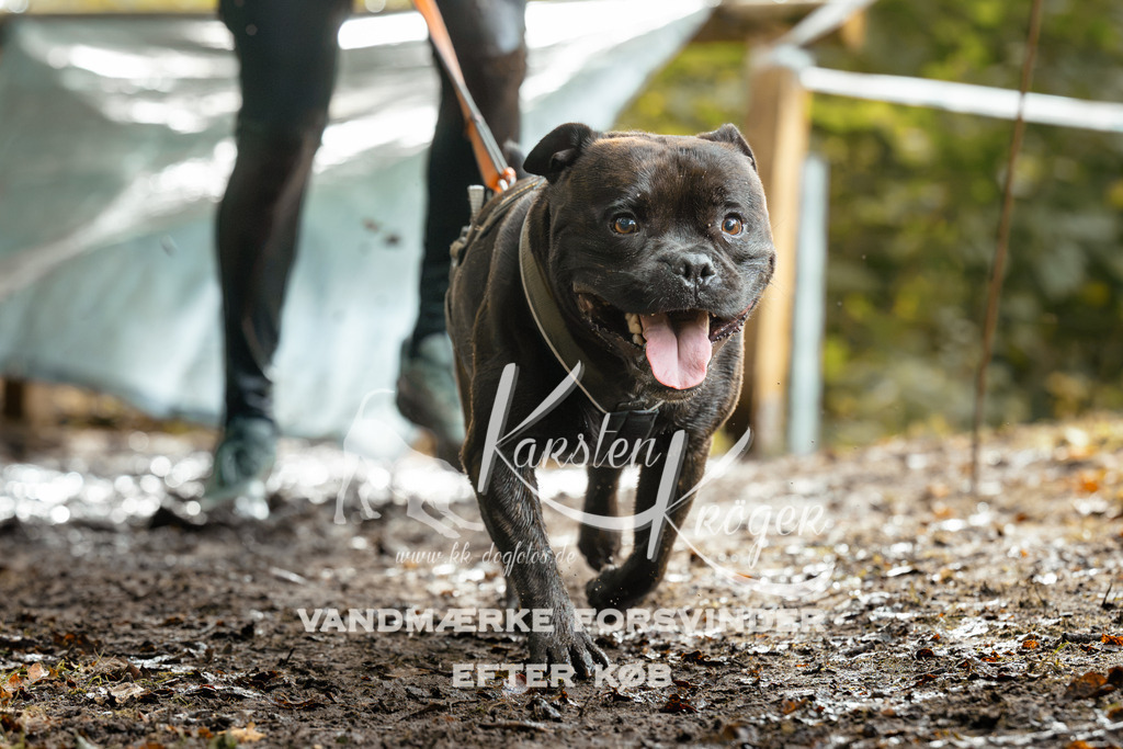 1458DZ6_4141Z6 | kk-dogfotos