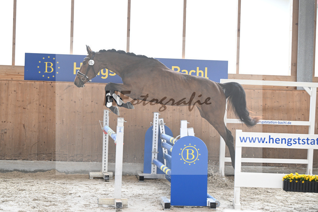 Kat-Nr. 62 Geyers La Paloma v. Carrera VDL_Geyer_14260316 | hf-fotografie - Realisiert mit Pictrs.com