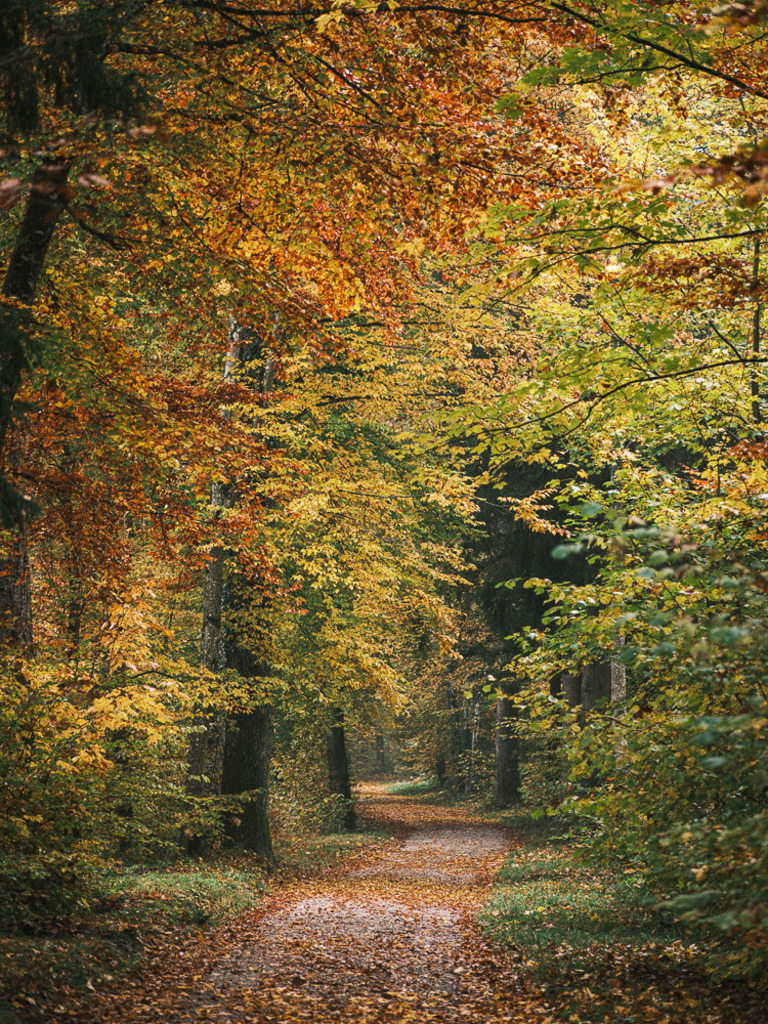 SilvanoPedrett_preview_Baum-32 | silvanopedrett - Realisiert mit Pictrs.com