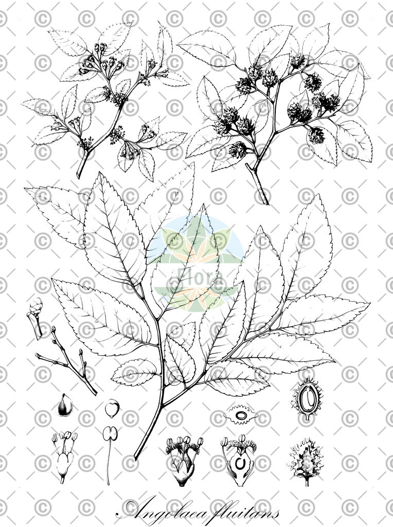 HistAbb_wfo-0000536542_471_ENZY_Simple | Historische Abbildung von Angolaea fluitans - Podostemaceae | Historical Illustration of Angolaea fluitans - Podostemaceae