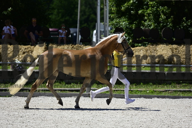 FRK_2022-07-03 12-46-53_2 | Alle Fotos der Reiterjournal Fotografin Doris Matthaes im Reiterjournal Online-Fotoshop. - Realisiert mit Pictrs.com