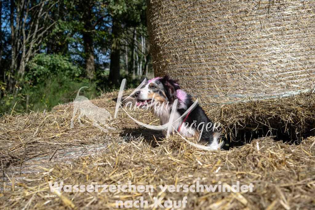 1217_ZZ91218-2 | kk-dogfotos