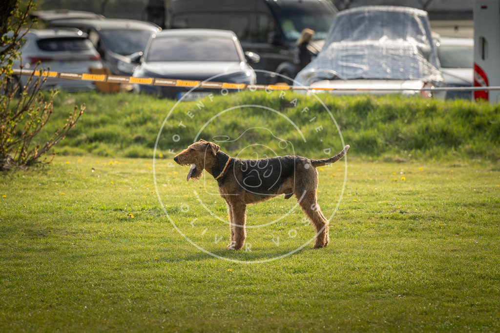 Pfotenfotografie_DV3A4841 | Hundefotografie, Tierfotograf, Pfotenfotografie, Fotoshooting Hund, Hunde Portrait, Hundesport, Hundeportraits, Heideshooting, Hunde, Sportfotograf, Hundefotograf, Turnierhundsport, THS,  - Realisiert mit Pictrs.com