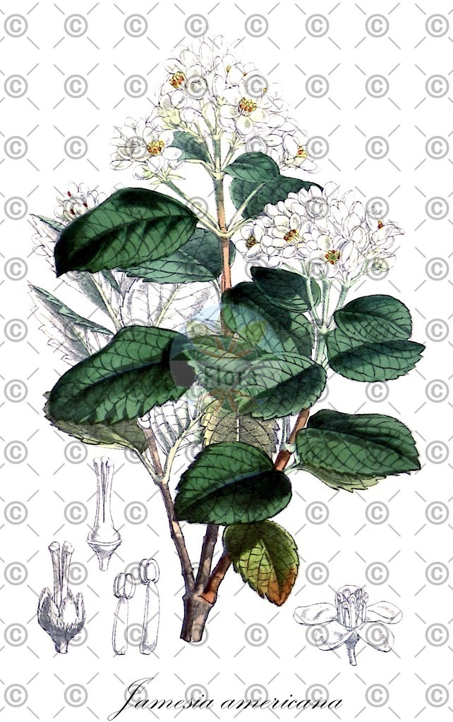 HistAbb_wfo-0001112222_1_ENZY_Simple | Historische Abbildung von Jamesia americana - Hydrangeaceae | Historical Illustration of Jamesia americana - Hydrangeaceae