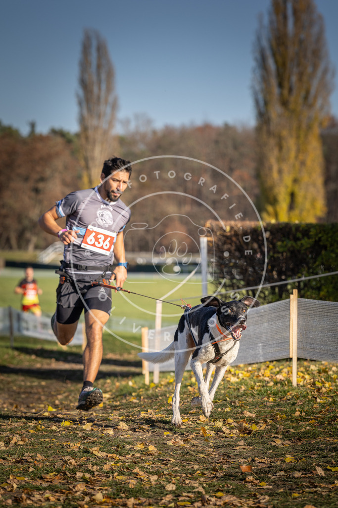 CaniXpix_DV3A0223 | Hundefotografie, Tierfotograf, Pfotenfotografie, Fotoshooting Hund, Hunde Portrait, Hundesport, Hundeportraits, Heideshooting, Hunde, Sportfotograf, Hundefotograf, Turnierhundsport, THS,  - Realisiert mit Pictrs.com