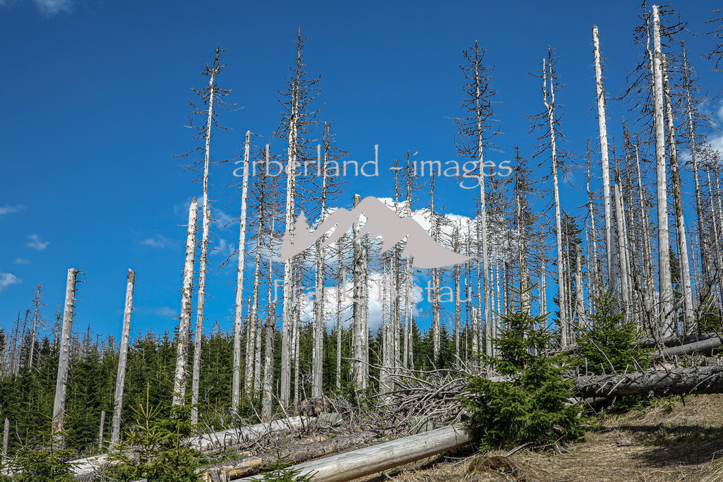 IMG_5225 | Stürme und Borkenkäfer haben dem Wald im Bayerischen und Böhmischen Wald stark zugesetzt. Die Schäden sind gewaltig und unübersehbar. Mehr und mehr breitet sich Jungwuchs und damit neuer Wald in den Höhenlagen aus
