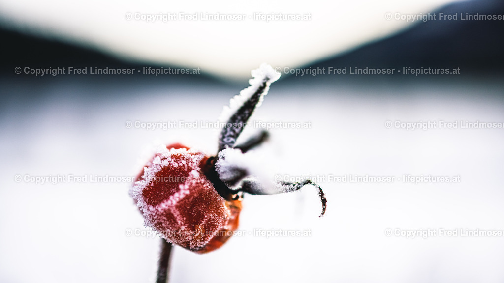 Pfaffensteinmauer Hagebutte Reif 01012021-0602 | Fotos und Fotoprodukte - Realisiert mit Pictrs.com
