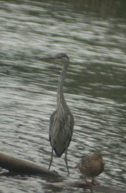 Reiher und Ente | Verkauf von Fotos und  Videoclips zumThema Natur.Motive sind Pflanzen, Tiere, Landschaftenund Wetter - Realisiert mit Pictrs.com