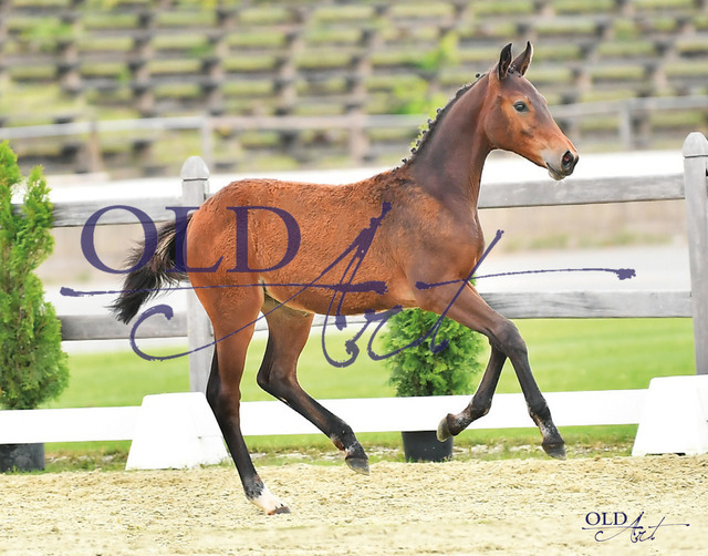 48 Cara DE418180552623 Casallco - Cornet Obolensky - Singular Joter I | <meta name="description" content="★Offizieller Merchandise und Foto-/Videostore des Oldenburger Verbandes.★ ✅Jetzt auch digital Ausdrucke erhältlich." />
<meta name="keywords" content="Merchandise Foto-/Videostore Oldenburger Verband Photographie 