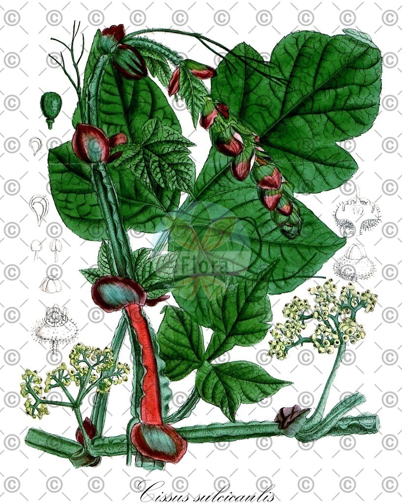HistAbb_wfo-0000606982_1_ENZY_Simple | Historische Abbildung von Cissus sulcicaulis - Vitaceae | Historical Illustration of Cissus sulcicaulis - Vitaceae