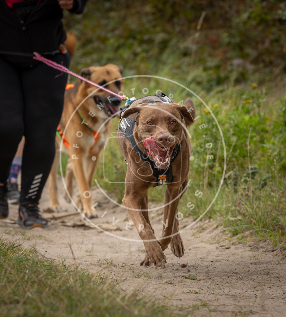 Pfotenfotografie_DV3A6010 | Hundefotografie, Tierfotograf, Pfotenfotografie, Fotoshooting Hund, Hunde Portrait, Hundesport, Hundeportraits, Heideshooting, Hunde, Sportfotograf, Hundefotograf, Turnierhundsport, THS,  - Realisiert mit Pictrs.com