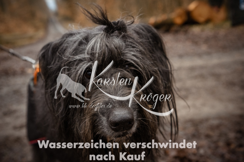 1142_ZZ91486 | kk-dogfotos