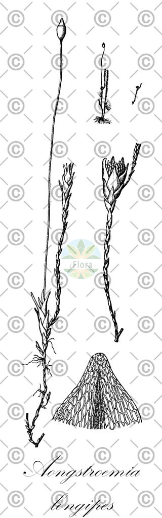 HistAbb_wfo-0001192051_1_ENZY_Simple | Historische Abbildung von Aongstroemia longipes - Aongstroemiaceae | Historical Illustration of Aongstroemia longipes - Aongstroemiaceae