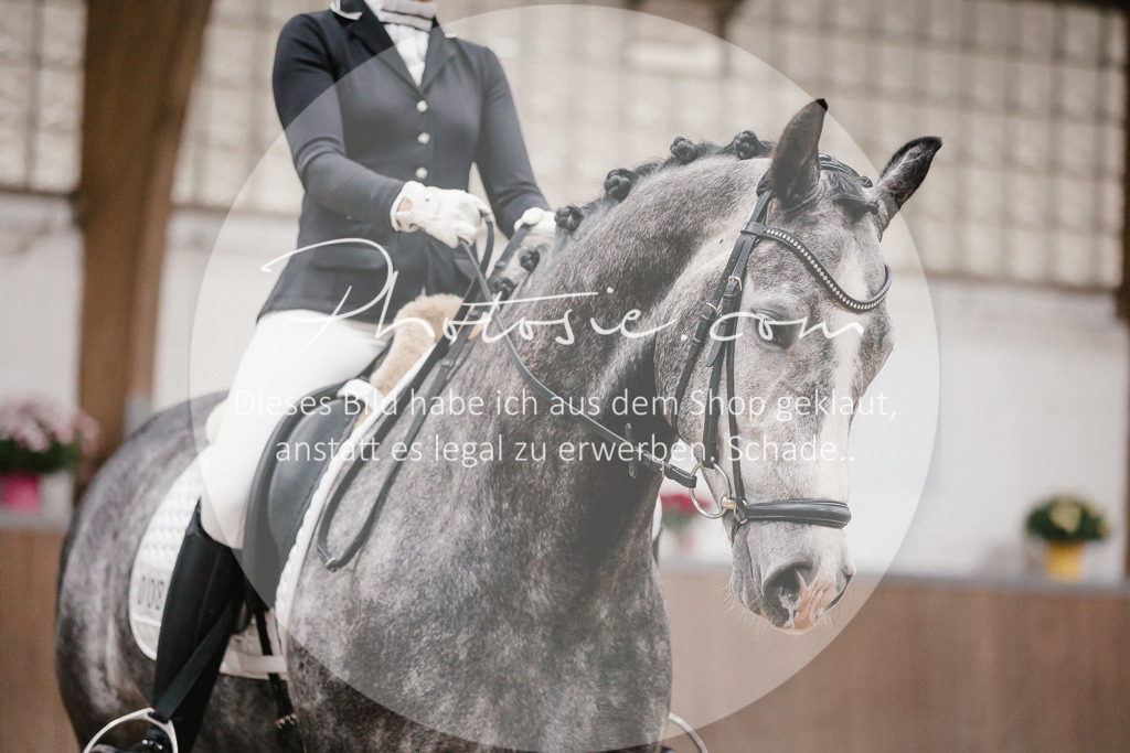 3I6A6070 | Stimmungsvolle Portraits und Reitsportfotografie im Ruhrgebiet und im Münsterland.

Pferdefotografie, Hundefotografie, Tierfotografie, Reportagen, Portraits von Tier und Mensch, Turnierfotografie in Bochum, Recklinghausen, Marl, Haltern am See, Dülmen.. - Realisiert mit Pictrs.com