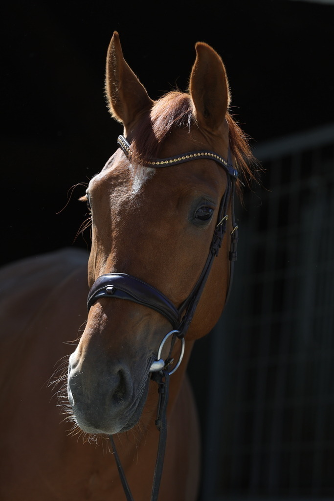 0P6A8933 | Willkommen bei Brunnmayr - Design & Fotografie – Ihrem Spezialisten für Reitturniere und Pferdeveranstaltungen in Oberösterreich, Salzburg und Bayern! Seit über 17 Jahren sind wir leidenschaftlich dabei.