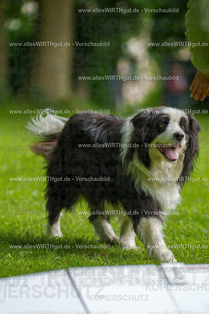 @allesWIRTHgut_Tierfotografie - www.allesWIRTHgut.de - 093713-7R507393 | Professionelle Tierfotografie in Mönchengladbach von Daniel Wirth (allesWIRTHgut). Liebevolle & natürliche Bilder von Hunden & Katzen für unvergessliche Erinnerungen.