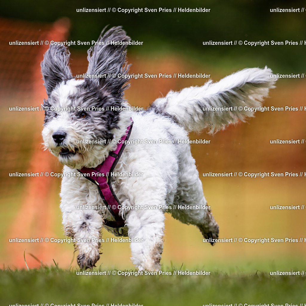 Sven Pries | 2024-04-21 - Hunderennen Baden-Oos
Foto: Sven Pries - Realisiert mit Pictrs.com