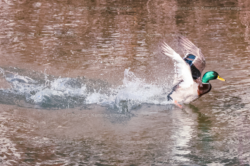 20240215110339_9I4A7585 | immer_mit_kamera_unterwegs