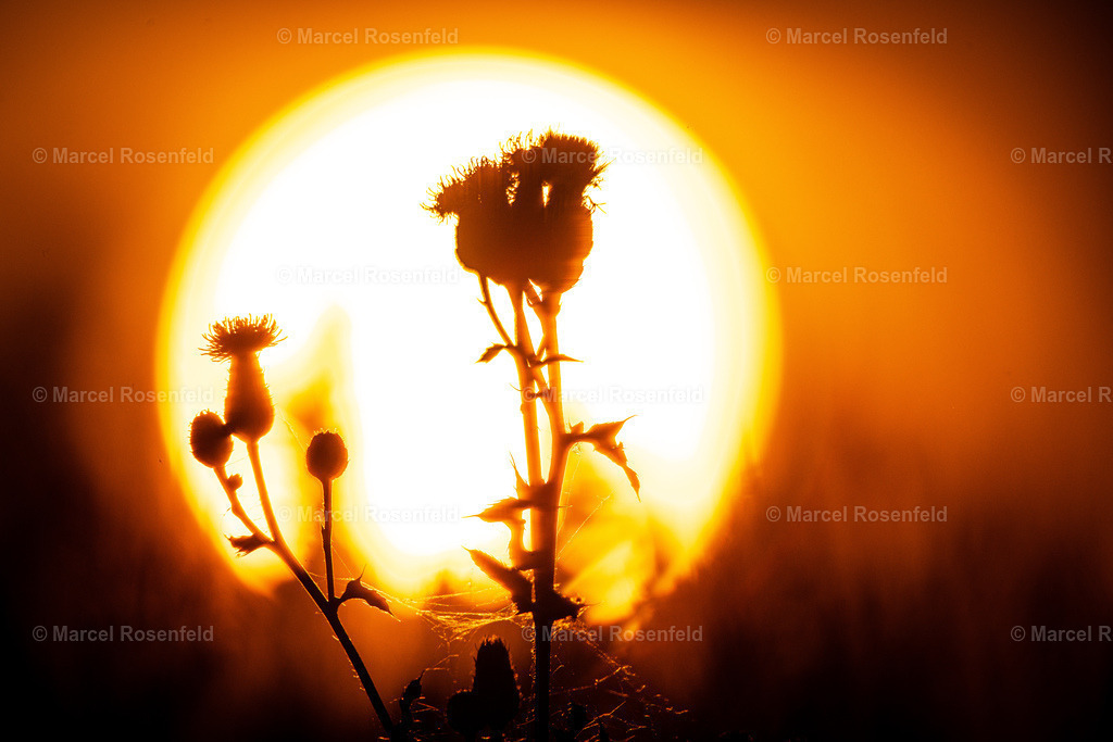 _DSC5876 | foto-rosenfeld