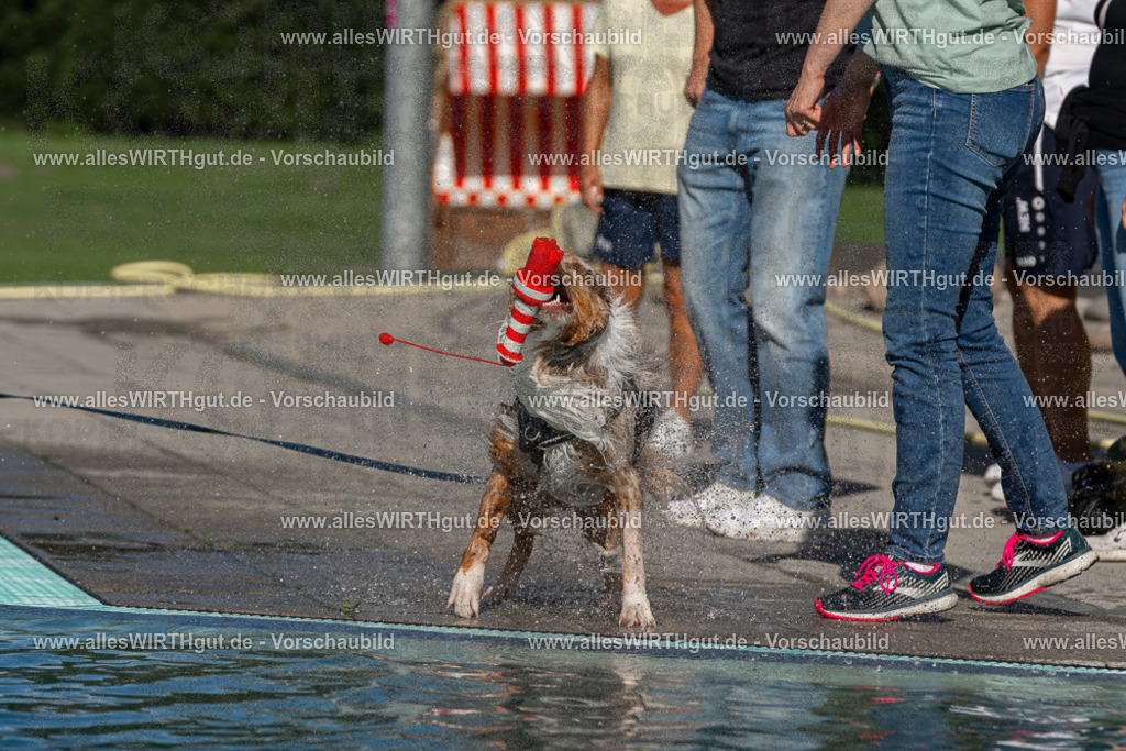 Hundeschwimmen_Volksbad_2026-allesWIRTHgut_Tierfotografie-2609061031-FAY05932 | Professionelle Tierfotografie in Mönchengladbach von Daniel Wirth (allesWIRTHgut). Liebevolle & natürliche Bilder von Hunden & Katzen für unvergessliche Erinnerungen.