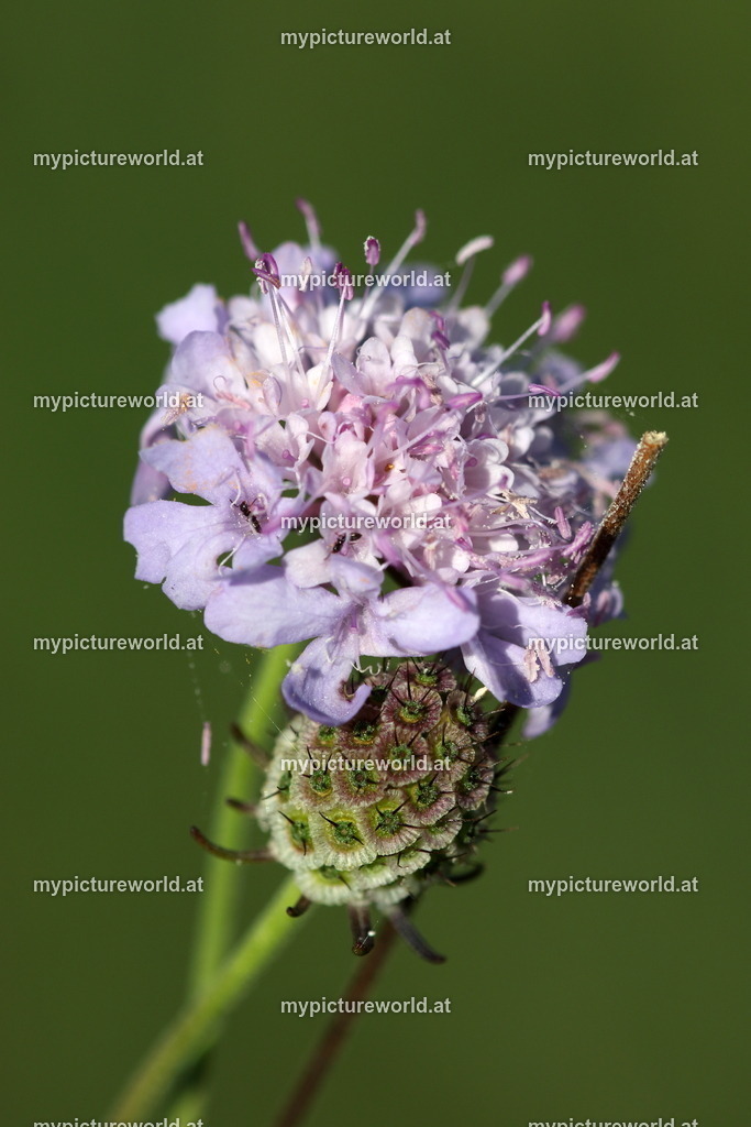 Tauben-Skabiose-003 | Das Bilderarchiv über Tiere, Planzen und Landschaften. In der Bilddatenbank finden Sie ein große Auswahl an hochwertigen Bilder für Ihre Werbung - Realisiert mit Pictrs.com