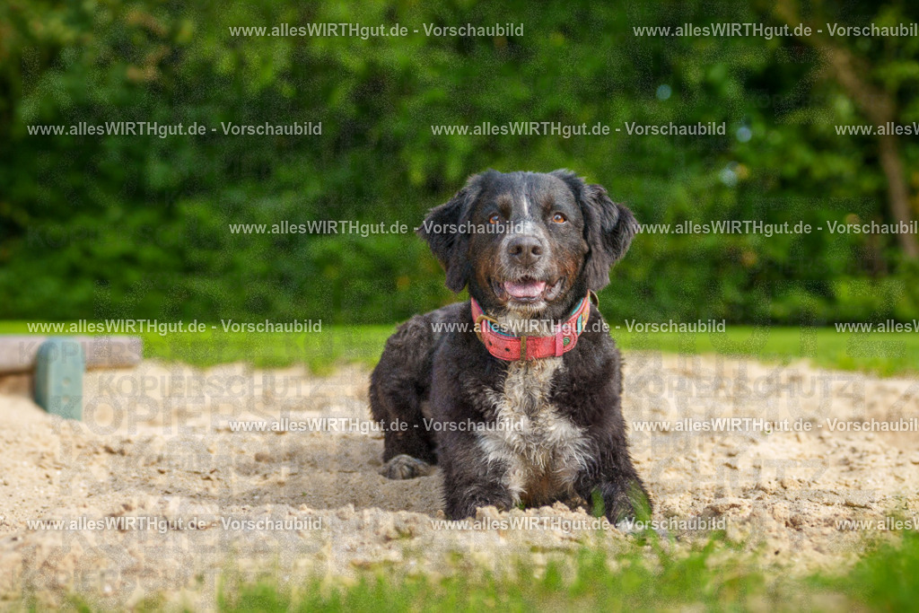 Hundeschwimmen_Grefrath_2026-allesWIRTHgut_Tierfotografie-13_27-7R508423 | Professionelle Tierfotografie in Mönchengladbach von Daniel Wirth (allesWIRTHgut). Liebevolle & natürliche Bilder von Hunden & Katzen für unvergessliche Erinnerungen.