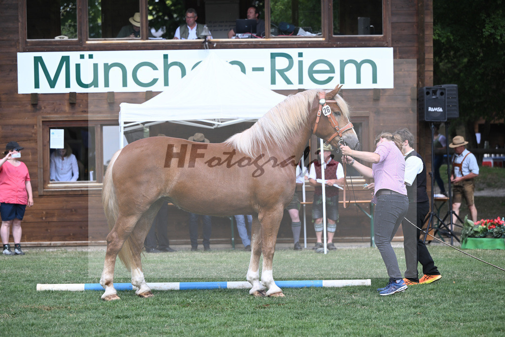 Kat-Nr. 26 Coco_Lichtenegger_20230403 | hf-fotografie - Realisiert mit Pictrs.com