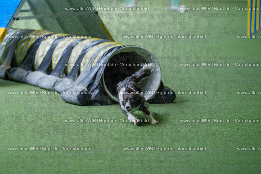 @allesWIRTHgut_Tierfotografie - www.allesWIRTHgut.de - 2604251241-7R502467 | Professionelle Tierfotografie in Mönchengladbach von Daniel Wirth (allesWIRTHgut). Liebevolle & natürliche Bilder von Hunden & Katzen für unvergessliche Erinnerungen.