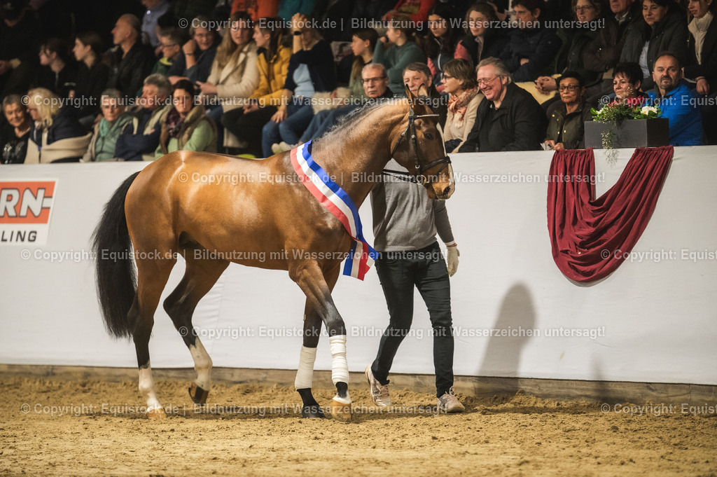 20240302_Hengstvorstellung_Marbach_TOMsPiC_0463 | equistock