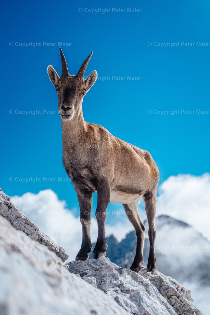 Luca_Vuerich-421 | piet_flosse