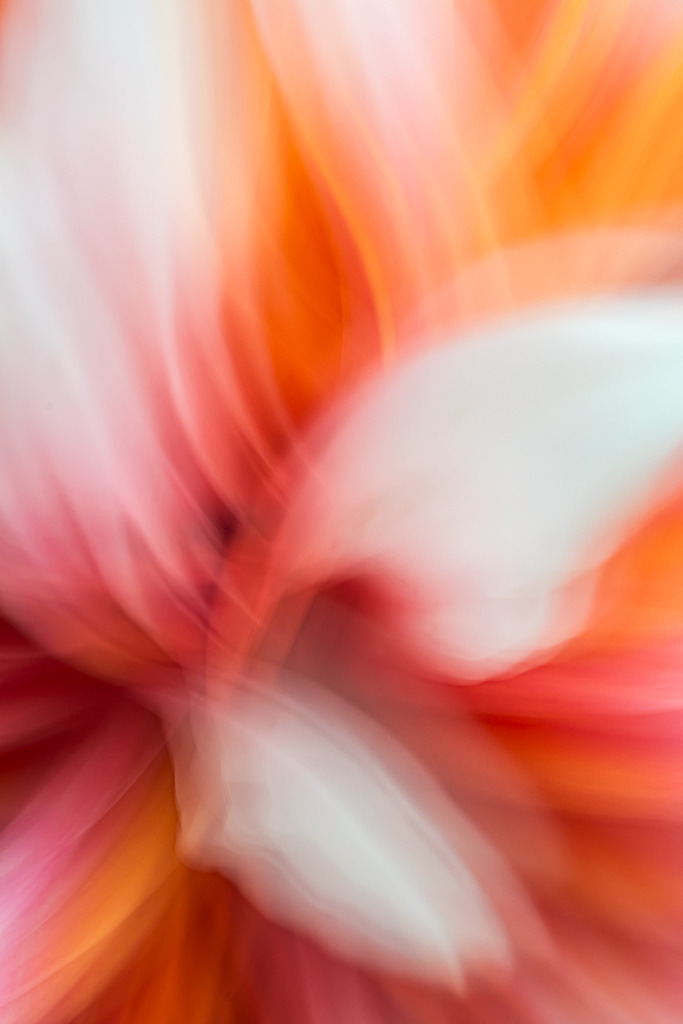 d_2020_08_0192 | Stellar-Dahlie "Hans Auinger" - Realisiert mit Pictrs.com