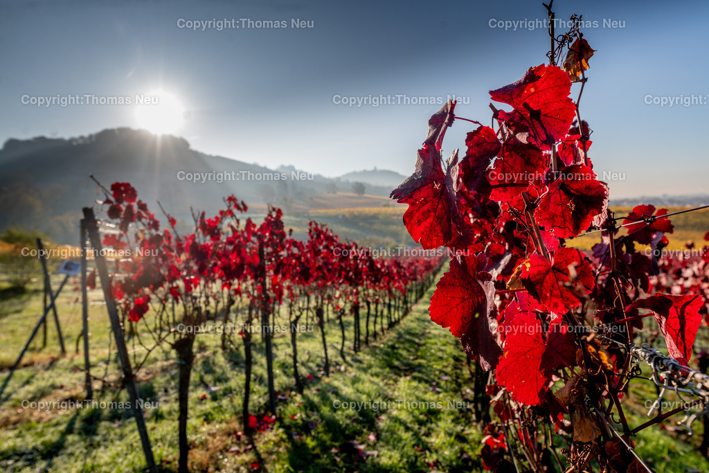 DSC_0411 | bbe,bre,goldener November, die Natur entschädigt im Moment für die Corona bedingten Maßnahmen , hier Blick auf die Weinberge zwischen Bensheim und Heppenheim (hessische Bergstraße) kurz nach Sonnenaufgang, ,, Bild: Thomas Neu