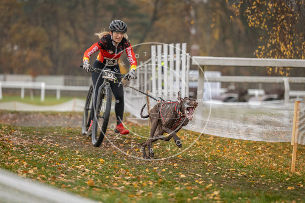CaniXpix_DV3A7466 | Hundefotografie, Tierfotograf, Pfotenfotografie, Fotoshooting Hund, Hunde Portrait, Hundesport, Hundeportraits, Heideshooting, Hunde, Sportfotograf, Hundefotograf, Turnierhundsport, THS,  - Realisiert mit Pictrs.com