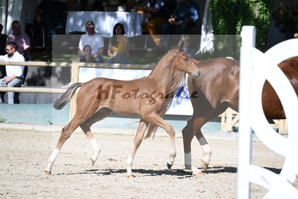 Praesentation Auktionsfohlen_36230352 | hf-fotografie - Realisiert mit Pictrs.com