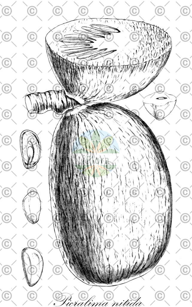 HistAbb_wfo-0001257414_1_ENZY_Simple | Historische Abbildung von Picralima nitida - Apocynaceae | Historical Illustration of Picralima nitida - Apocynaceae