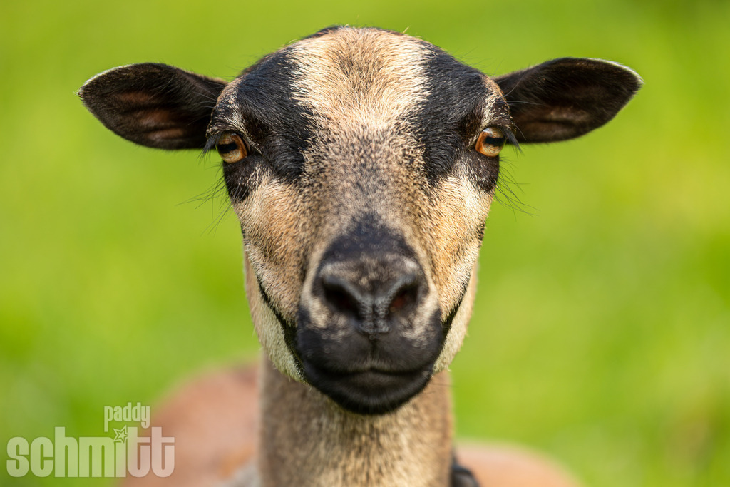 PS-Tiere-2026-15 | Entdecke die größte Bildgalerie der Region mit Fotografien aus dem Allgäu, der Bodenseeregion, Oberschwaben, dem Donautal und der Schwäbischen Alb. Landschaften, Luftaufnahmen und Reisefotografie als Wandbild und Fotokunst. - Realisiert mit Pictrs.com