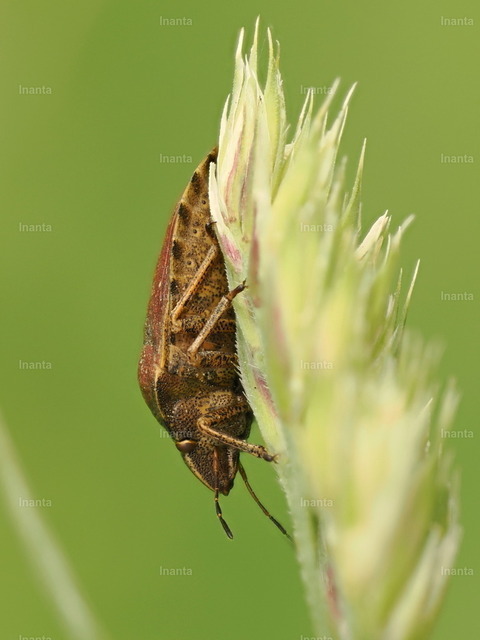 Schildkrötenwanze (Eurygaster testudinaria) | Inanta - Realisiert mit Pictrs.com