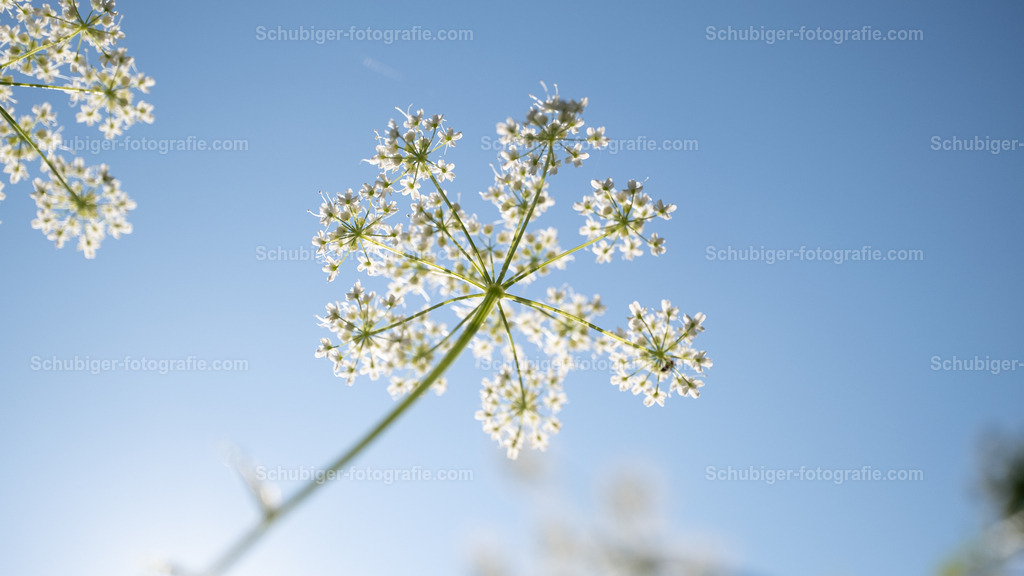 Wilde Möhre | Die in Mitteleuropa heimische Wilde Möhre ist eine Unterart der Möhre und ein Elternteil der als Gemüsepflanze bekannten Karotte. Die Karotte ist vermutlich ein Kreuzungsprodukt aus der Wilden Möhre, der südeuropäischen Riesenmöhre und evtl. der Orientalischen Schwarzmöhre. Wikipedia - Realisiert mit Pictrs.com